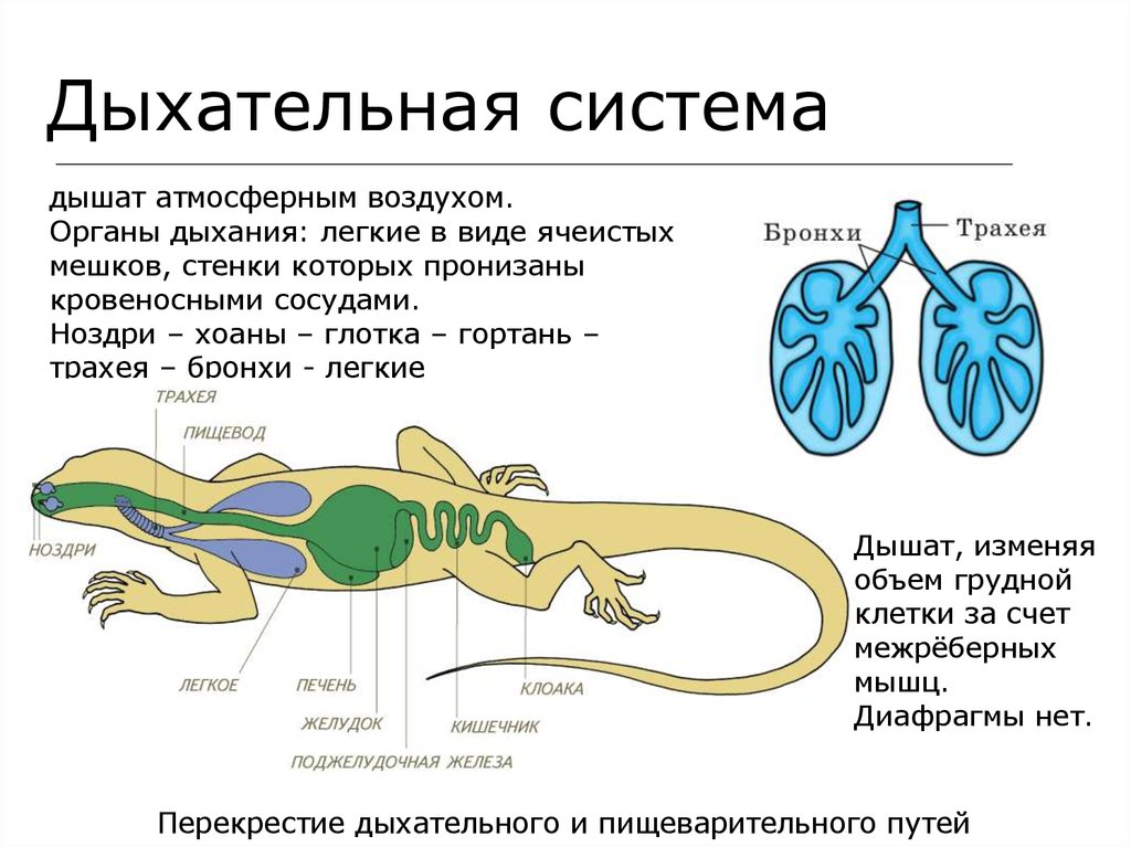 Сравните строение дыхательной системы рептилий и