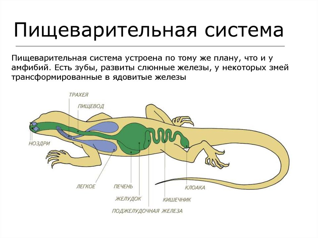 Какого внутреннее строение