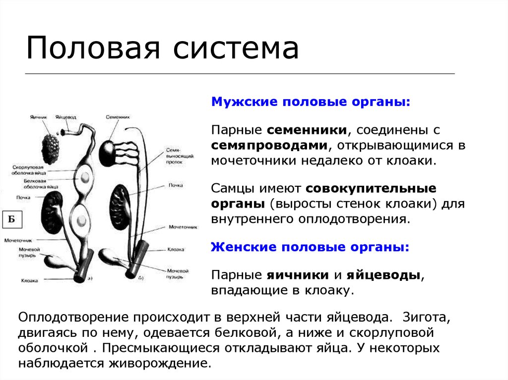 Строение половых органов