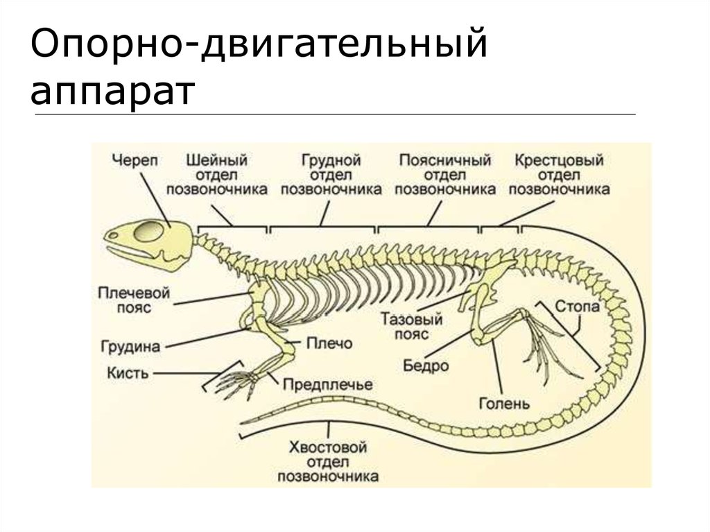 У каких животных незамкнутая. Строение скелета прыткой ящерицы. Осевой скелет позвоночник пресмыкающихся. Внутренний осевой скелет пресмыкающихся. Внутреннее строение пресмыкающихся схема.