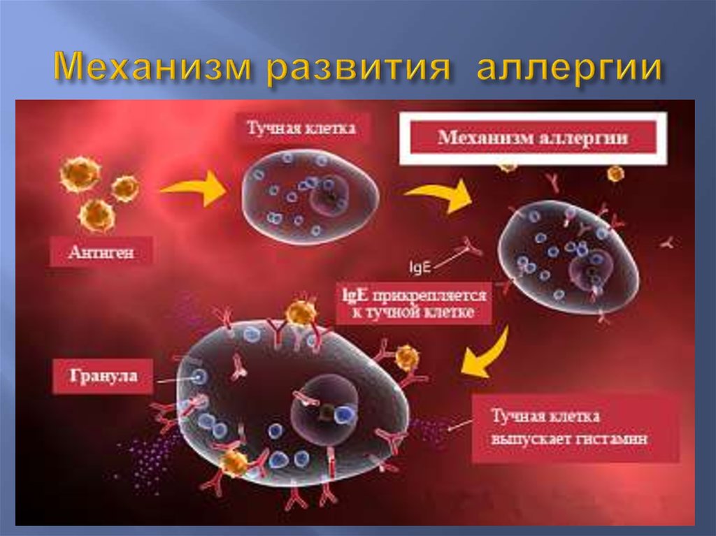 Реакция организма клетки на. Клеточные механизмы развития аллергических реакций.. Гистамин в аллергических реакциях. Механизм аллергической реакции гистамин. Механизм возникновения аллергической реакции схема.