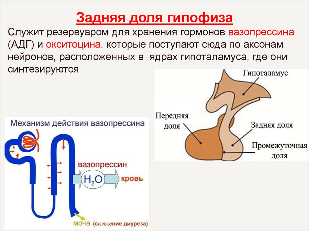 В гипофизе синтезируется гормон. Гормоны задней доли гипофиза вазопрессин и окситоцин. Антидиуретический гормон задней доли гипофиза. АДГ гипофиза.