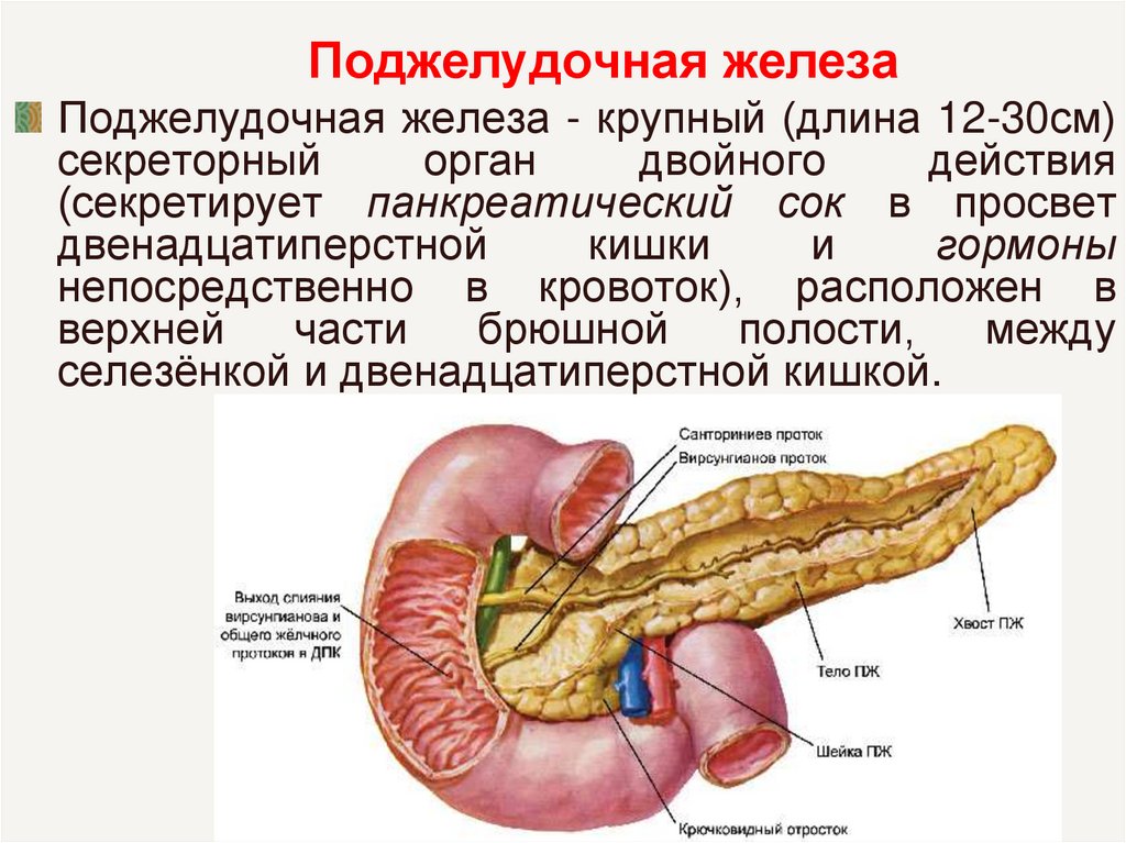 Селезенка едят. Поджелудочная железа Неттер. Строение поджелудочной железы крючковидный отросток. Поджелудочная железа спереди анатомия. Строение дольки поджелудочной железы.
