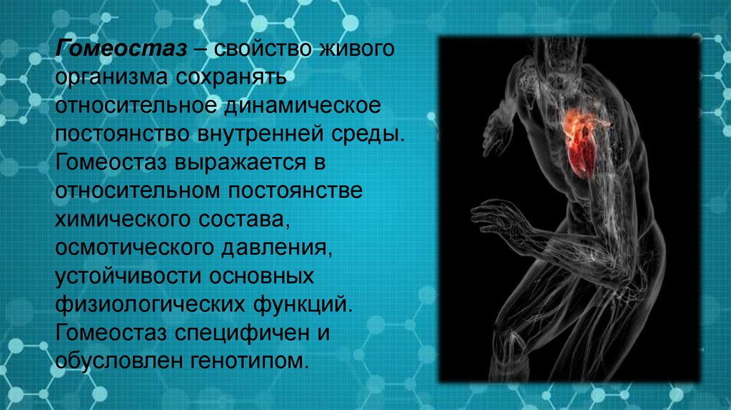 Относительное постоянство внутренней среды организма. Гомеостаз в организме человека. Гомеостаз постоянство внутренней среды живого организма. Гомеостаз анатомия. Свойство живых организмов гомеостаз.