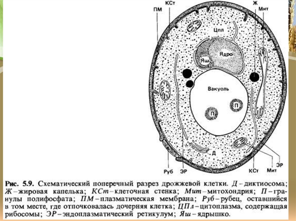 Строение клетки дрожжей рисунок с подписями