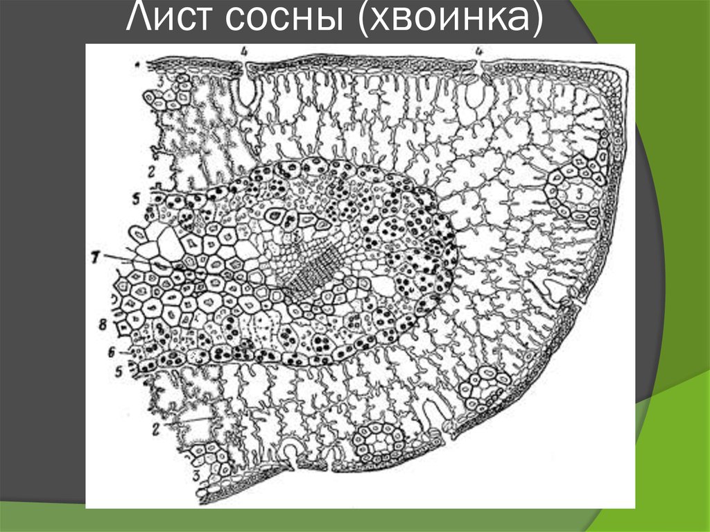 Изображение поперечного сечения листа