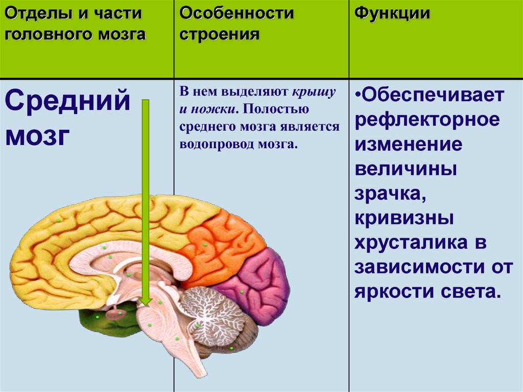 Каковы основные функции мозга. Промежуточный мозг отделы строение и функции. Отдел мозга средний мозг функции. Промежуточный отдел головного мозга человека функции. Строение и функции переднего отдела головного мозга.