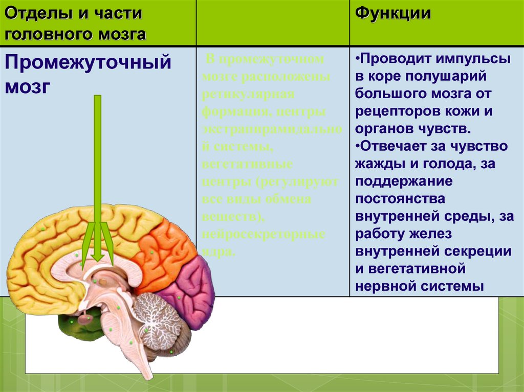 6 долей мозга. Функции долей мозга. Функции долей головного мозга.