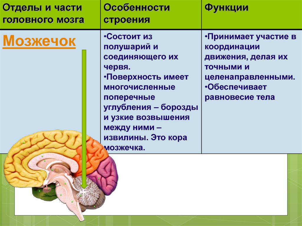 Большие полушария головного мозга функции и строение. Функции отделов головного мозга схема. Отделы структура и функции головного мозга. Таблица отдел головного мозга и функции промежуточный мозг.