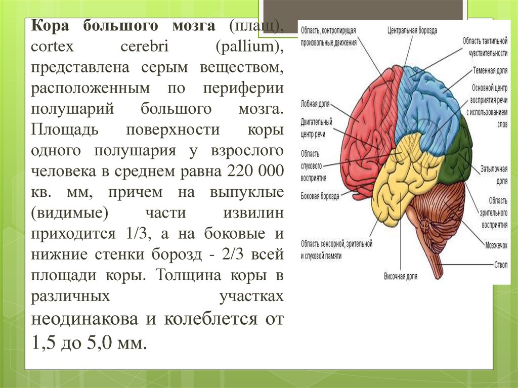 6 долей мозга. Функции долей головного мозга. Признаки коры головного мозга. Толщина коры головного мозга. Функции долей коры головного мозга.