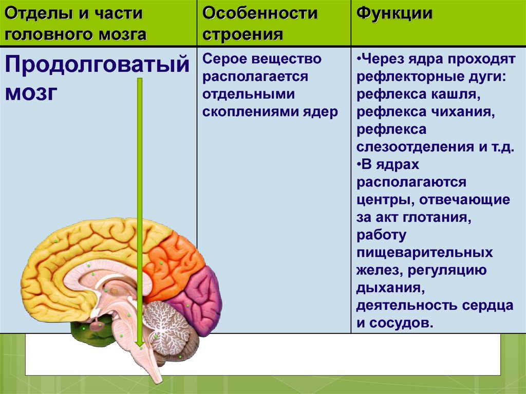 Головной мозг таблица отдел особенности функции