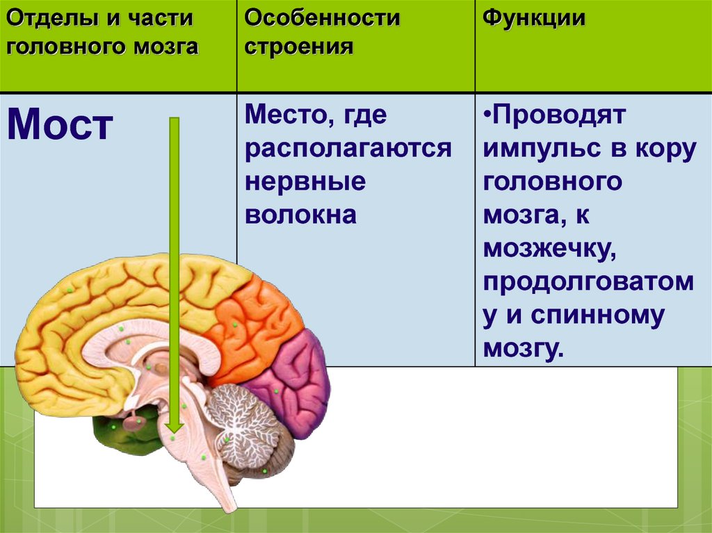 Каким веществом образован передний мозг. Функции отделов головного мозга схема. Мозг строение отделы. Головной мозг строение и функции. Строение и функции отделов головного мозга.