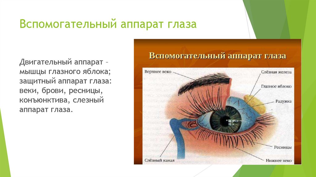Вспомогательные строение глаза. Глазное яблоко и вспомогательный аппарат глаза. Орган зрения и вспомогательный аппарат глаза анатомия. Вспомогательный аппарат глаза. Иннервация глаза. Вспомогательные аппарат глаза, мышцы, слёзный аппарат.