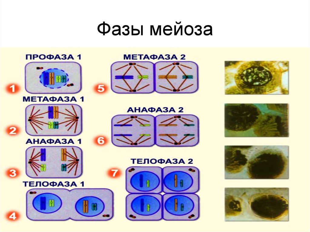 Ментальная карта мейоз