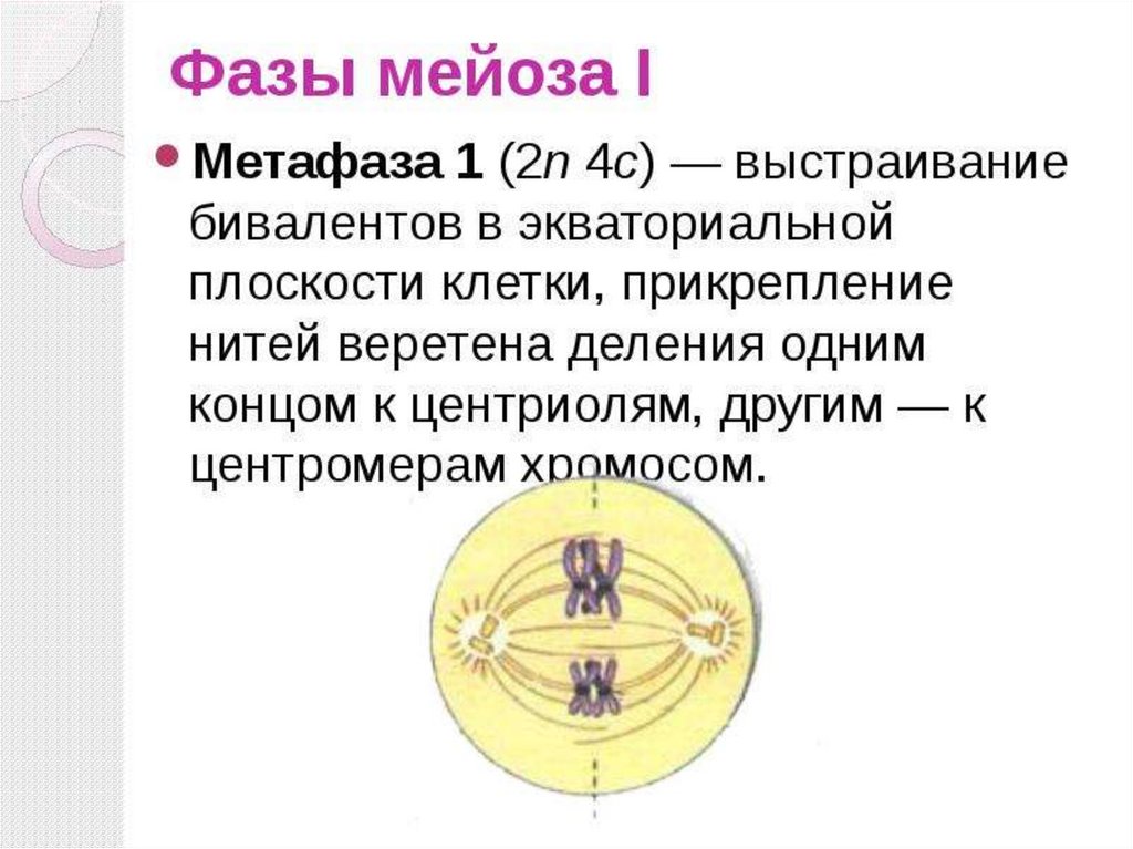 Метафаза мейоза 2 рисунок