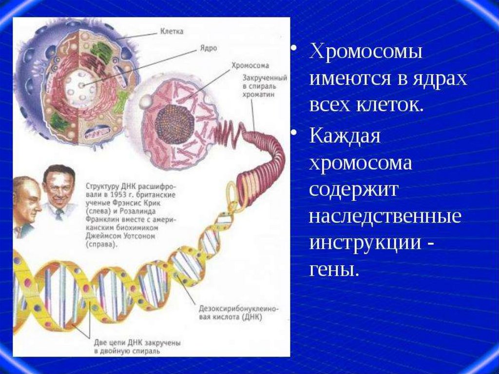 Схема митоза и мейоза с указанием количества днк и хромосом