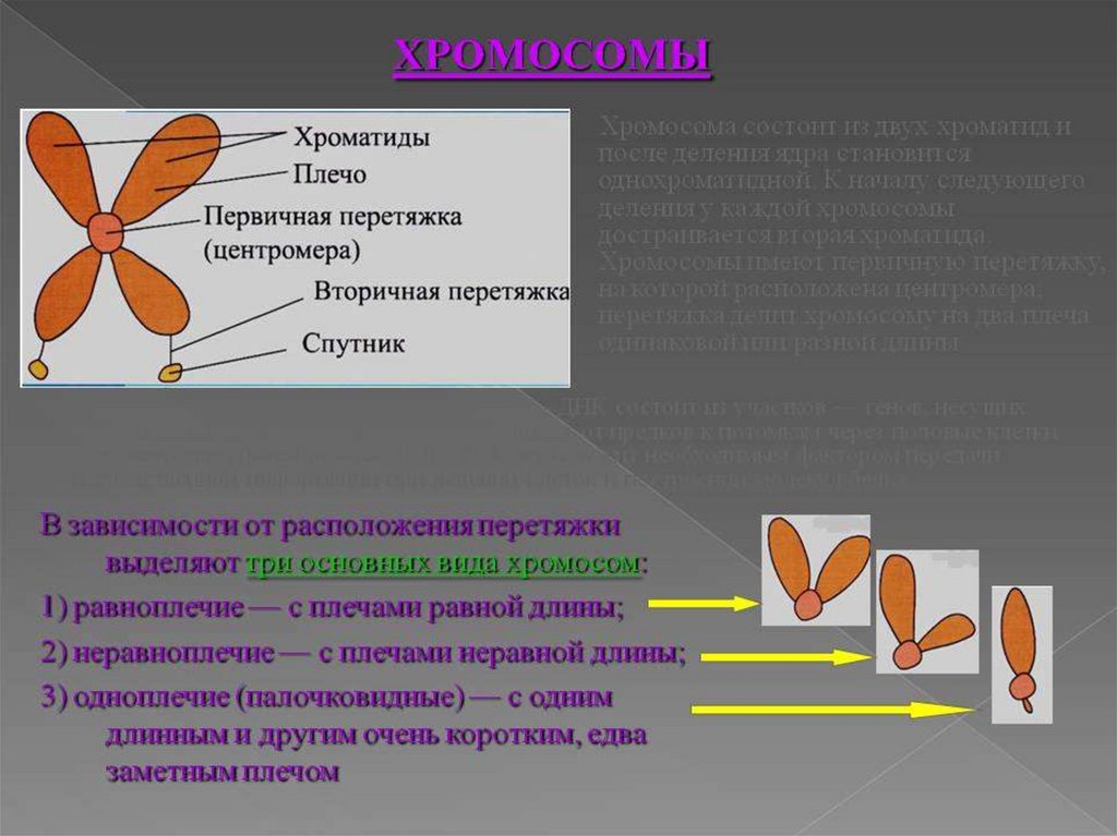 Типы хромосом человека обозначить на рисунке первичная перетяжка короткое плечо