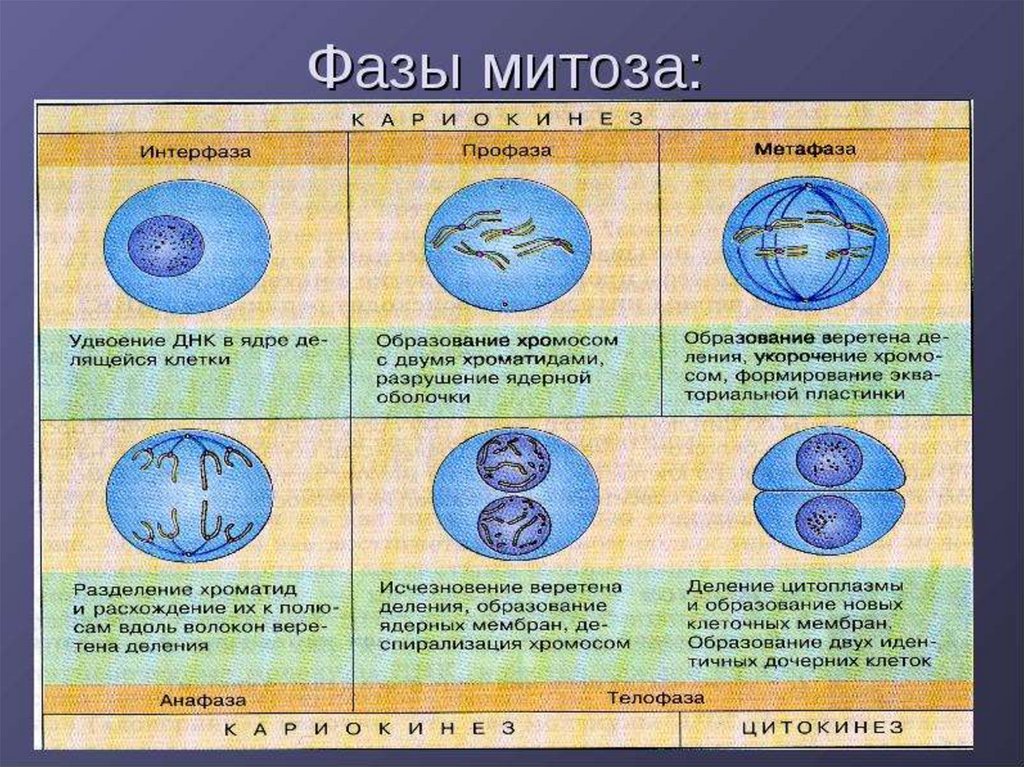 Каким номером на рисунке обозначена клетка для которой характерен митоз