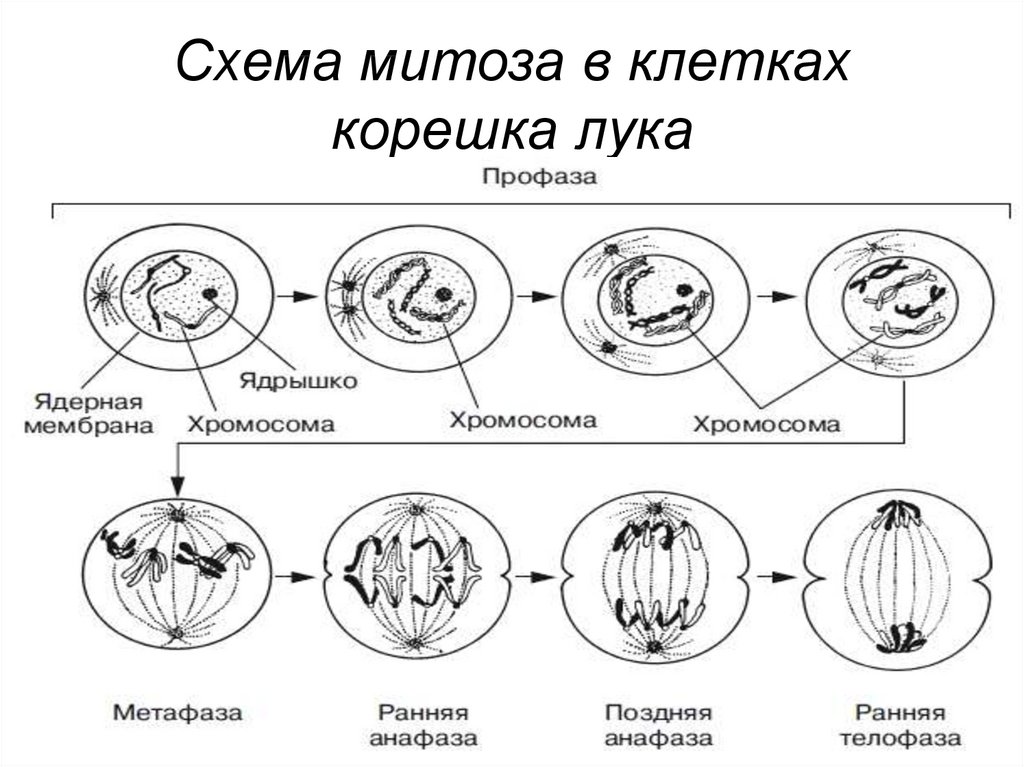 Рисунок митоз в клетках корешка лука