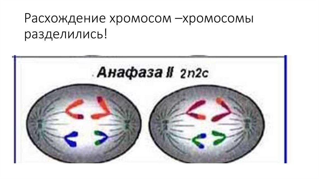 Хромосомы расходятся. Расхождение хромосом. Независимое расхождение хромосом. Расхождение хромосом рисунок. Расхождение хромосом изображено на рисунке.