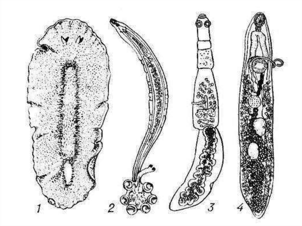 Рисунки паразитических червей. Моногенетические сосальщики. Паразитические плоские черви. Тип плоские черви паразиты. Моногенетические сосальщики класс.