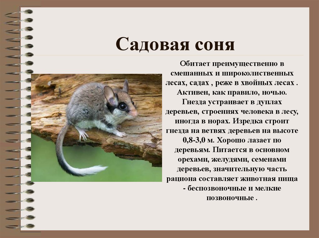 Садовая соня красная книга фото