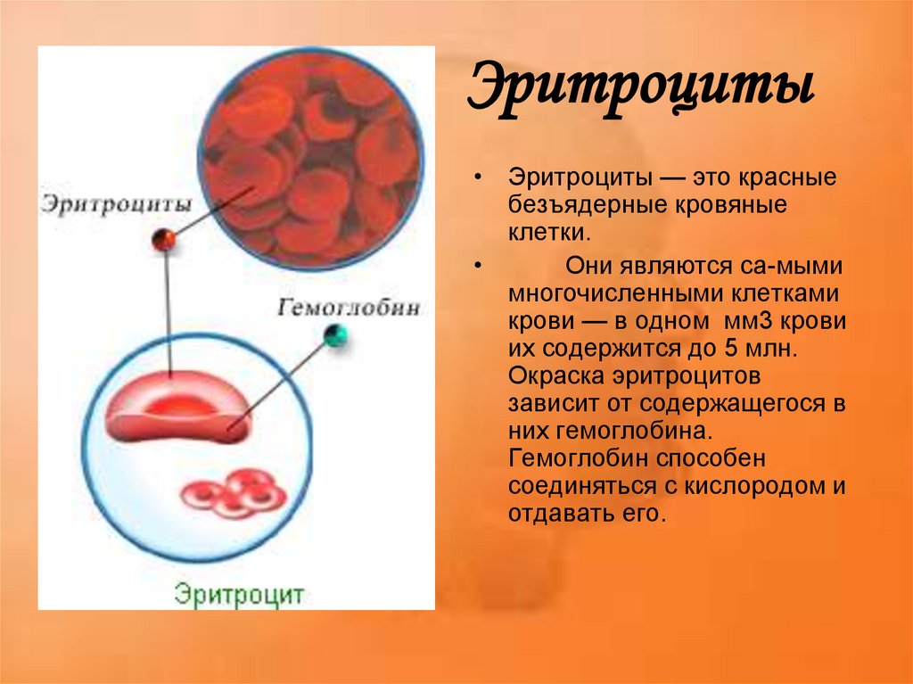 Эритроцит функции клетки