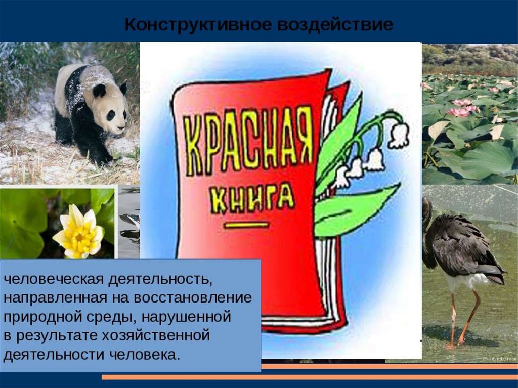 Влияние человека на животных. Воздействие животных на природу. Положительное влияние животных на природу. Влияние деятельности на животных. Влияние человека на животных и растений.