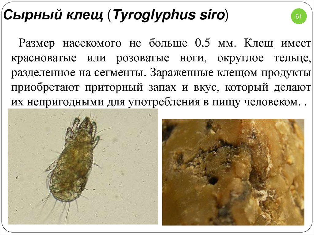 Как выглядит мучной клещ фото