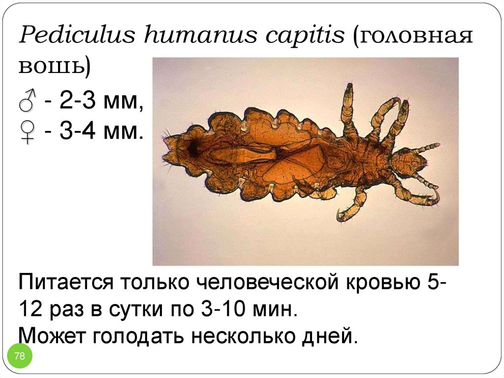 Какой цифрой обозначена самка головной вши. Головная вошь (Pediculus humanus capitis). Головная вошь - Pediculus capitis. Головная вошь внешнее строение. Pediculus humanus capitis размер.