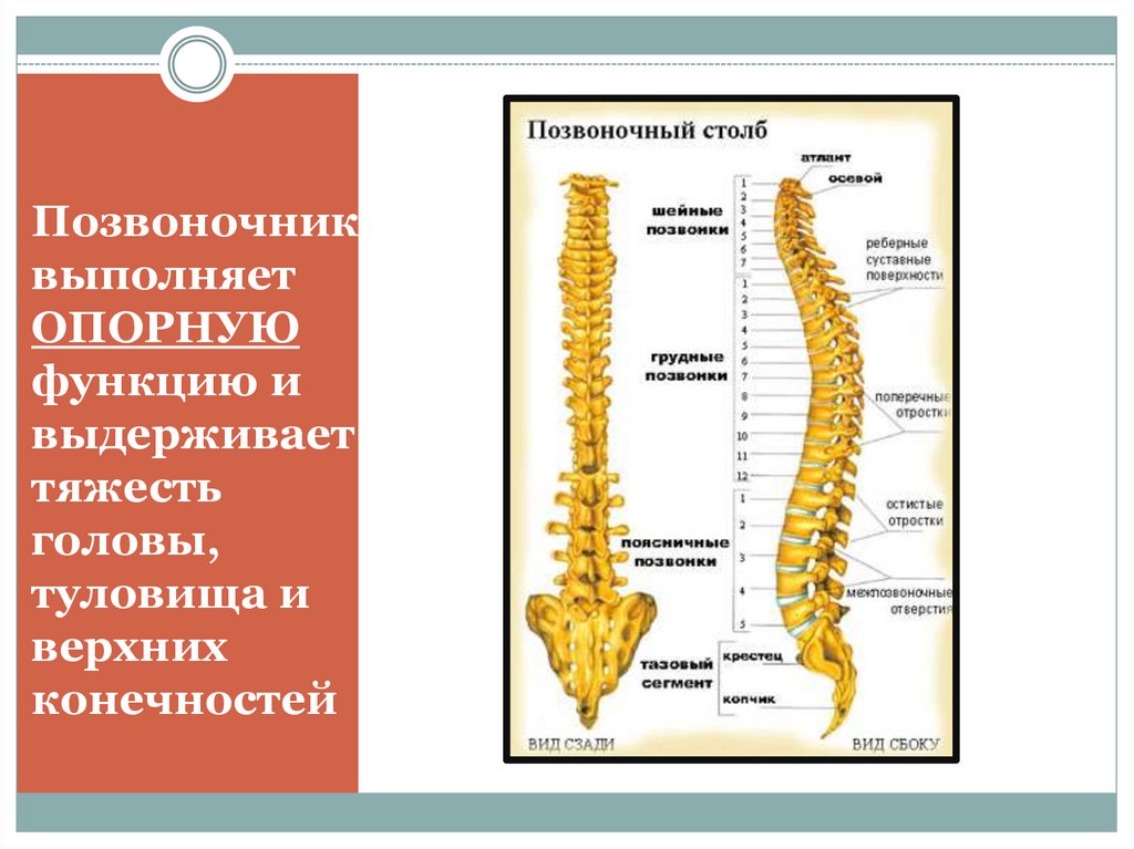 Позвоночный столб значение