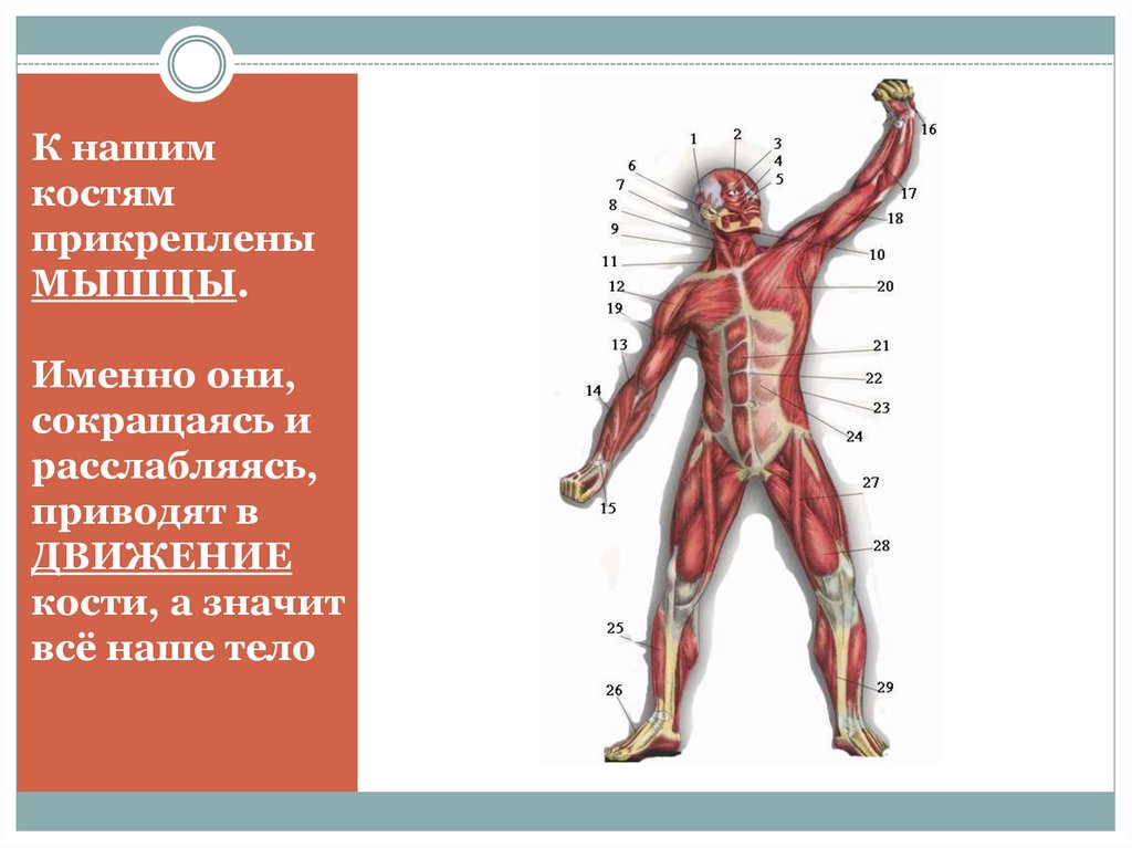 Мышцы прикреплены к костям