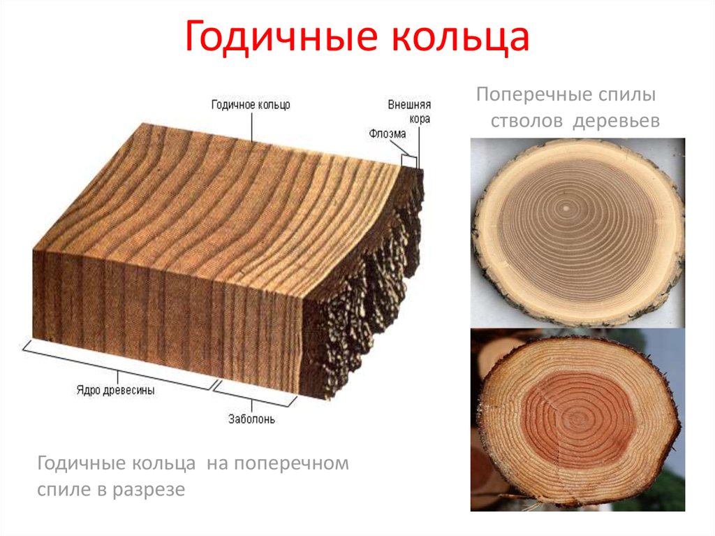 Как определить дерево по фото