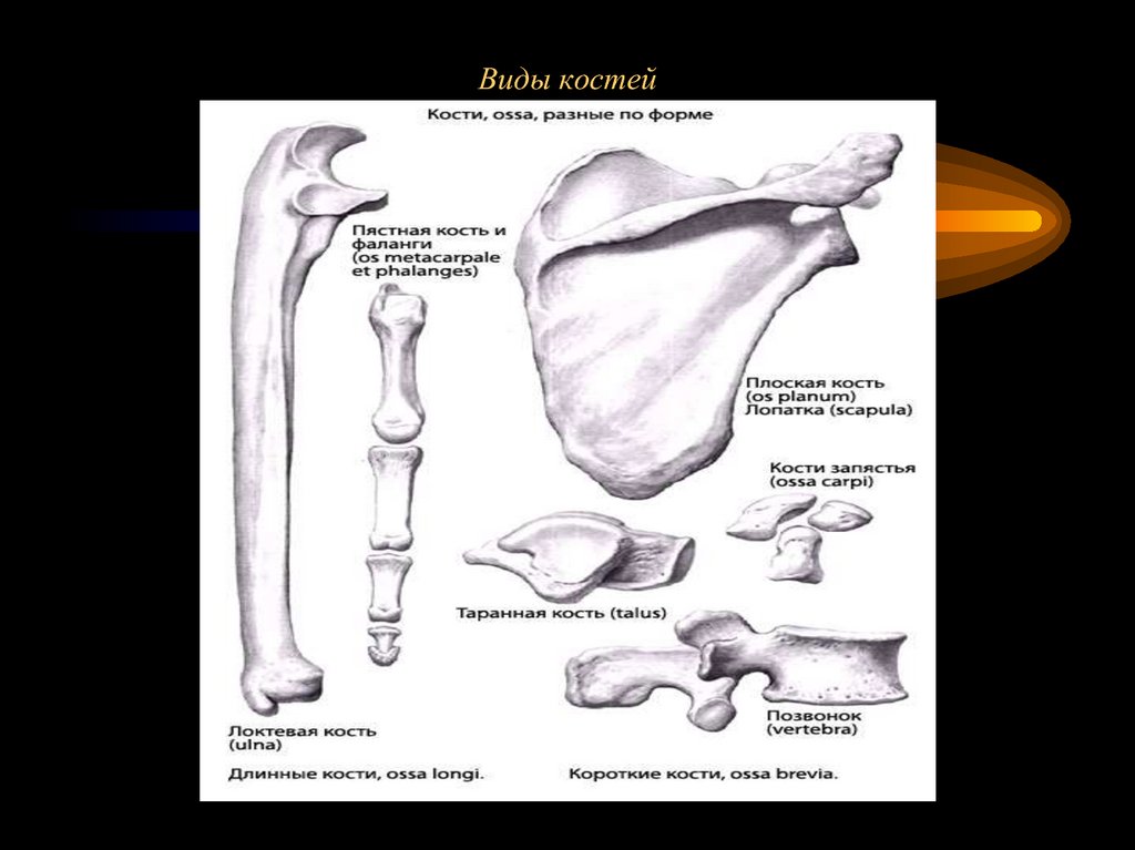 50 bones. Плоские кости. Строение плоской кости человека. Строение костей виды костей. Длинные короткие плоские кости.