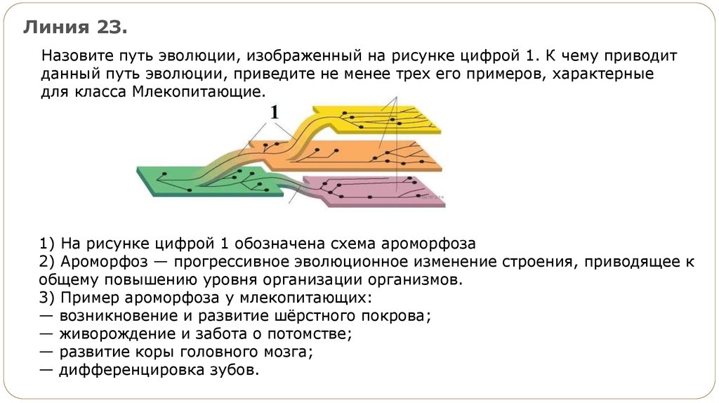 Какой путь достижения биологического прогресса обозначен на рисунке цифрой 1