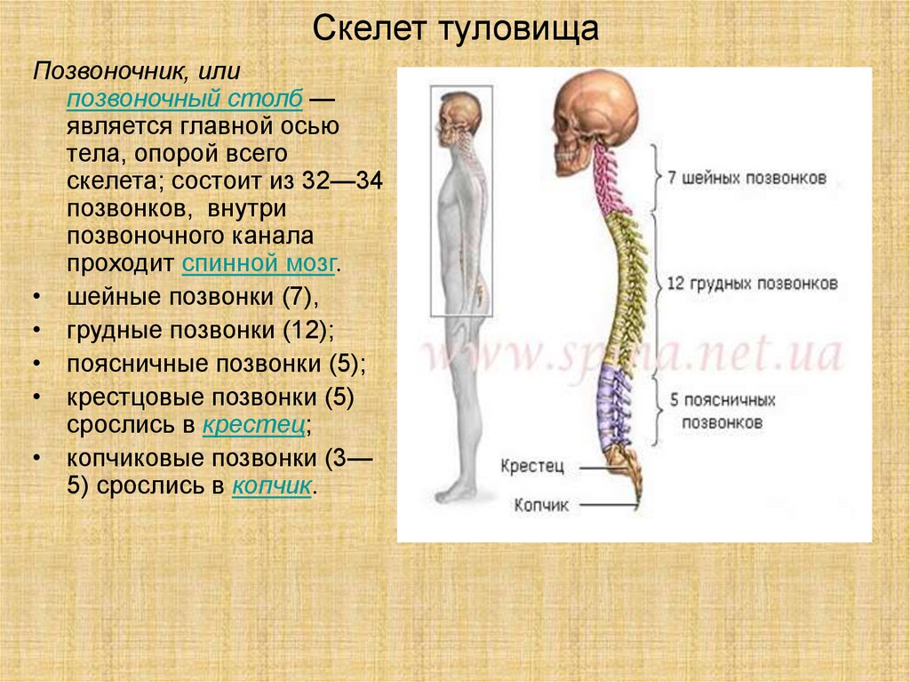 Части скелета туловища