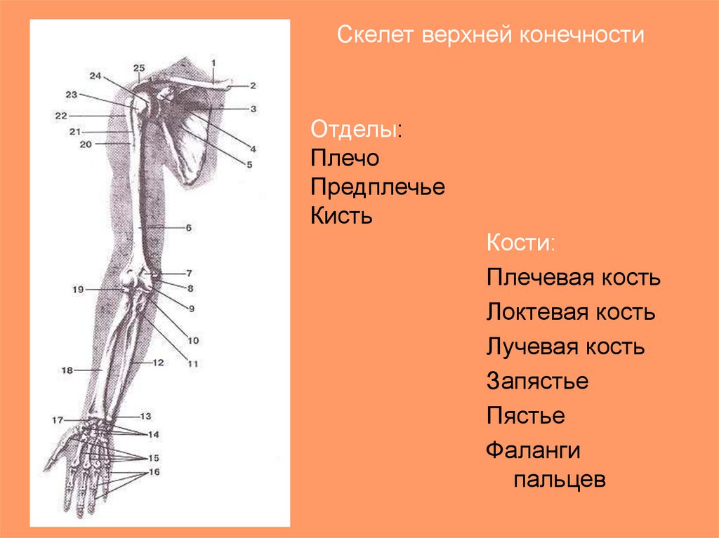 Части верхней конечности человека. Строение скелета верхней конечности (отделы и кости). Скелет предплечья верхней конечности человека.