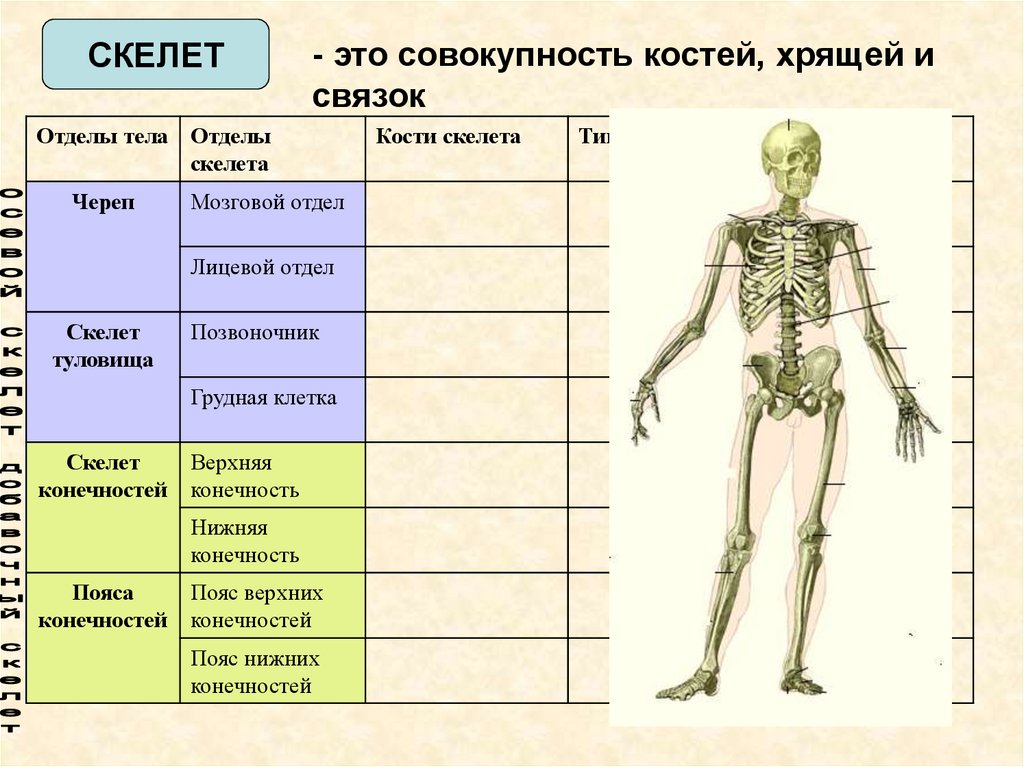 Состав отделов скелета. Осевой скелет. Отделы скелета. Отдел скелета название костей. Скелет человека опорно двигательная система.