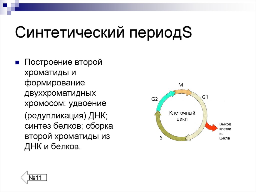 Синтетический период. Синтетический период клеточного цикла. Синтетический период жизненного цикла клетки. Периодизация жизненного цикла клетки. Синтетический период жизненного цикла кл.