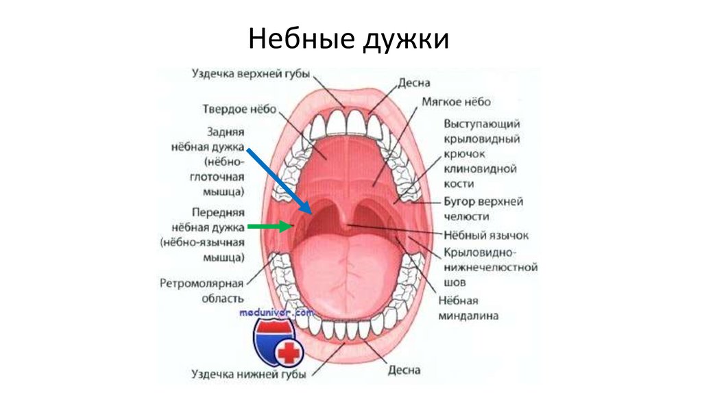 Границы полости рта. Небно-глоточная дужка воспаление. Небно язычная дужка воспаление. Небно язычная дужка строение.