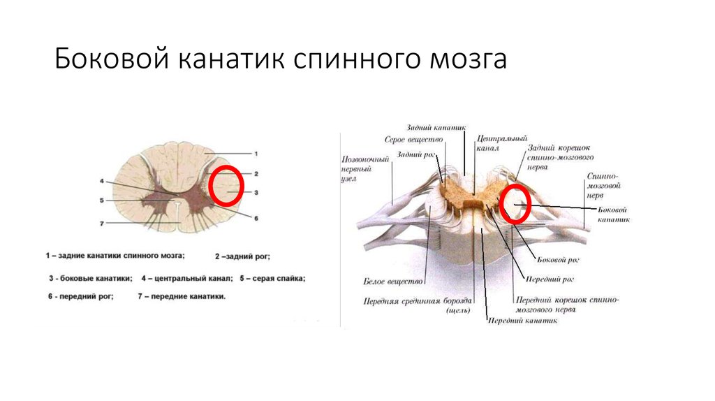 Спинной мозг выходит из. Задние канатики белого вещества спинного мозга. Канатики спинного мозга схема. Медиальная часть заднего канатика спинного мозга. Задние канатики спинного мозга функции.