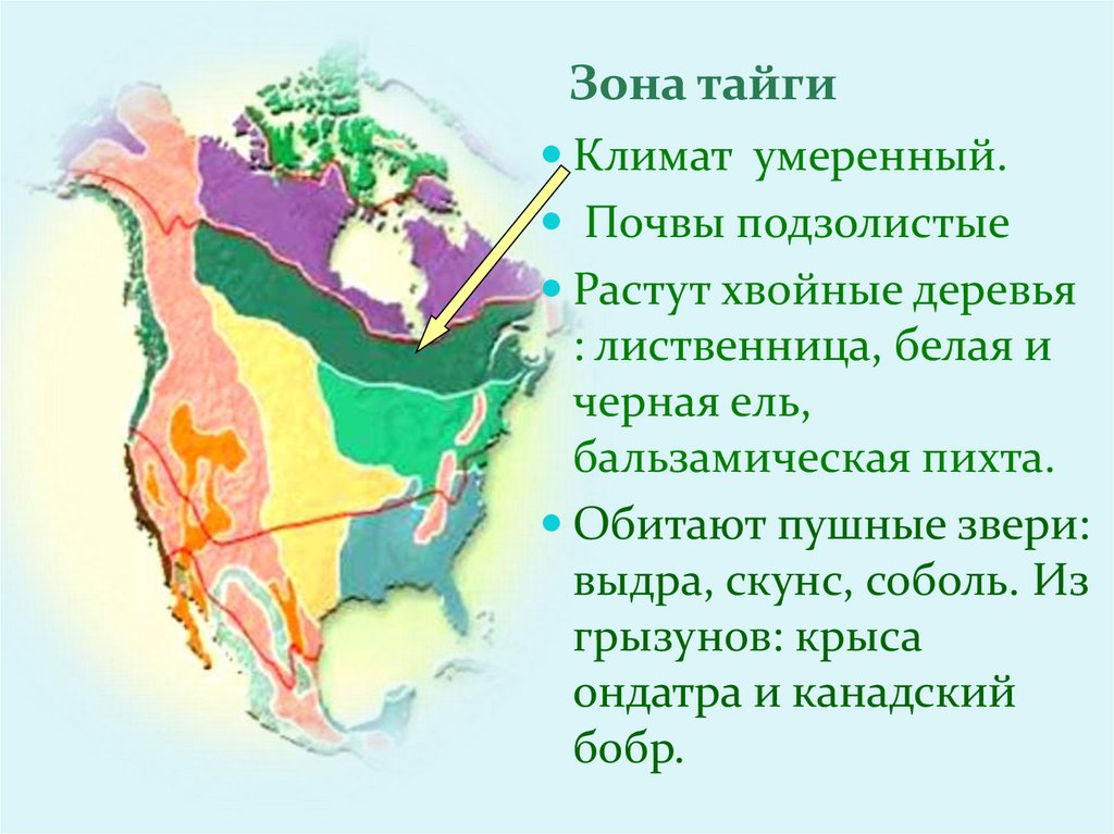 Природные зоны Северная Америка США.