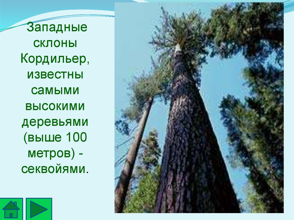 Секвойя природная зона северной америки. Природная зона с самым высоким деревом. Самое высокое дерево 100 метров. Самое высокое дерево в Северной Америке 100 метров.