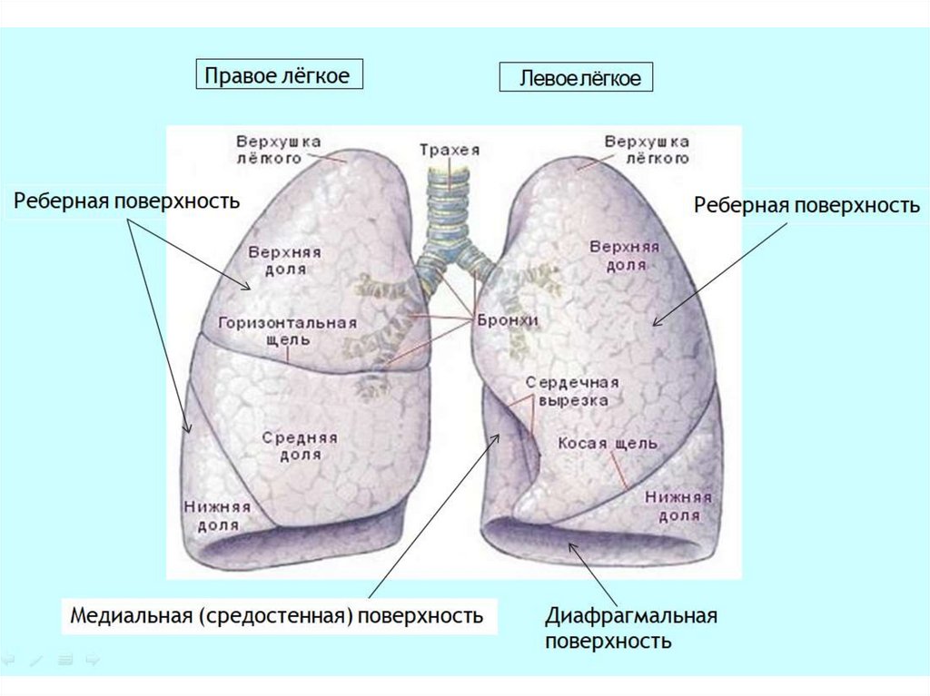 Отделы легких схема человека