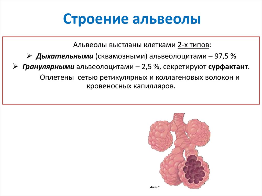 Альвеолы это