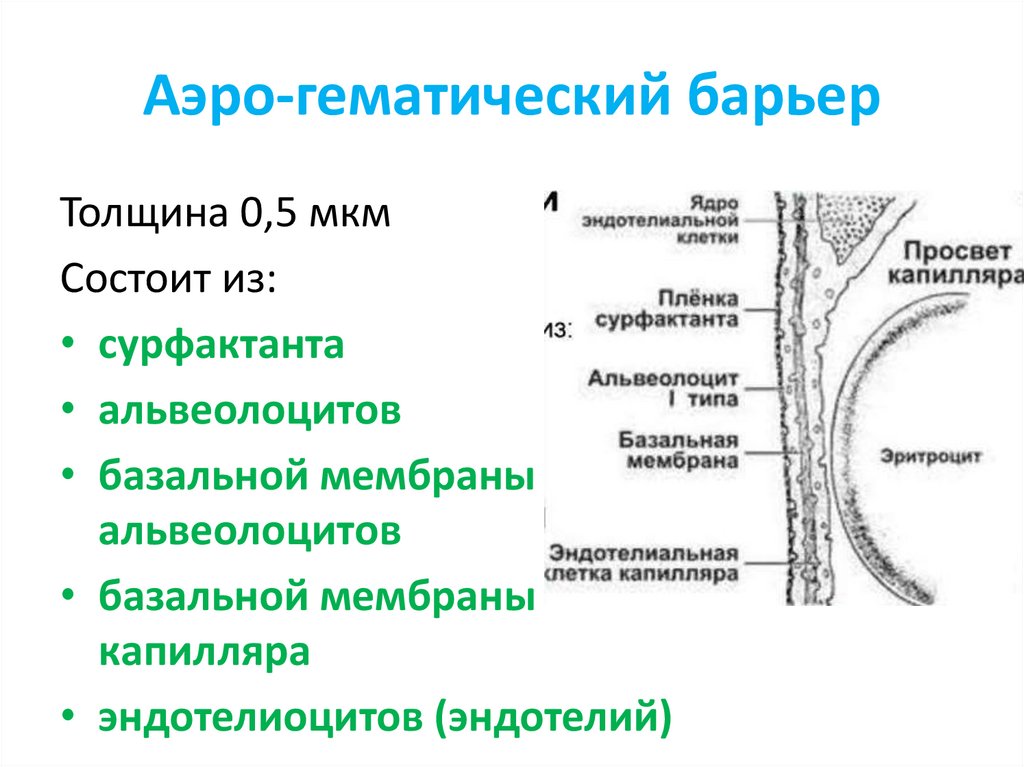 Аэрогематический барьер презентация