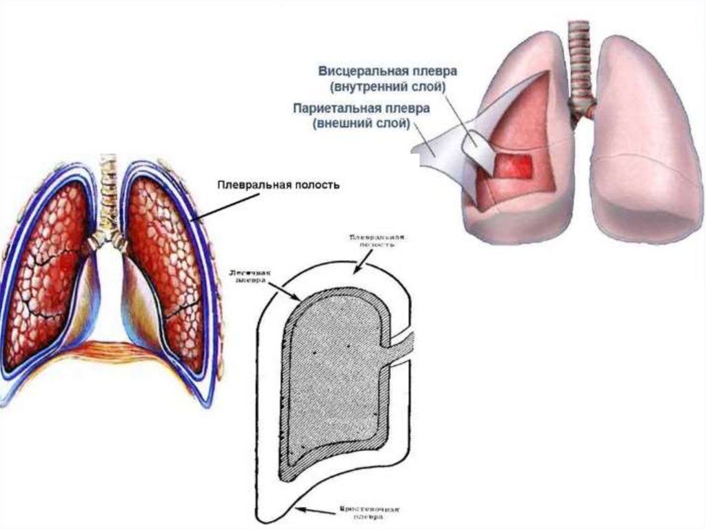 Слои плевры. Плевра и средостение. Плевра анатомия. Плевра легких анатомия.
