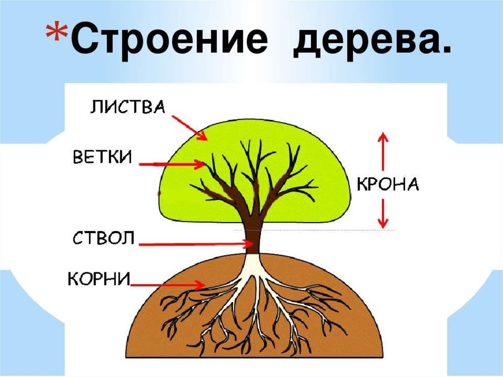 Ребенок корень. Строение дерева. Строение дерева для детей. Строение дерева схема. Части дерева для дошкольников.