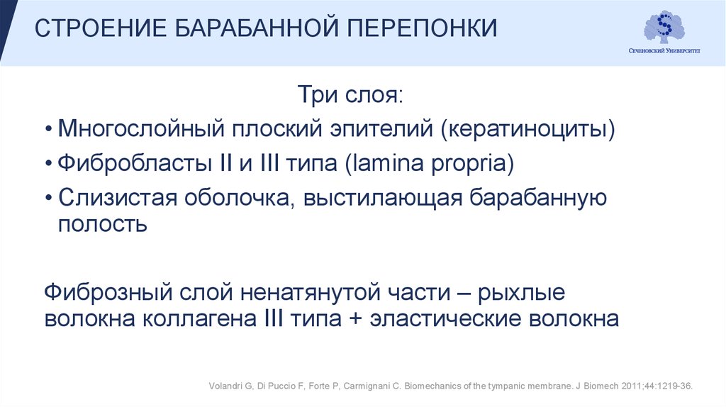 СТРОЕНИЕ БАРАБАННОЙ ПЕРЕПОНКИ