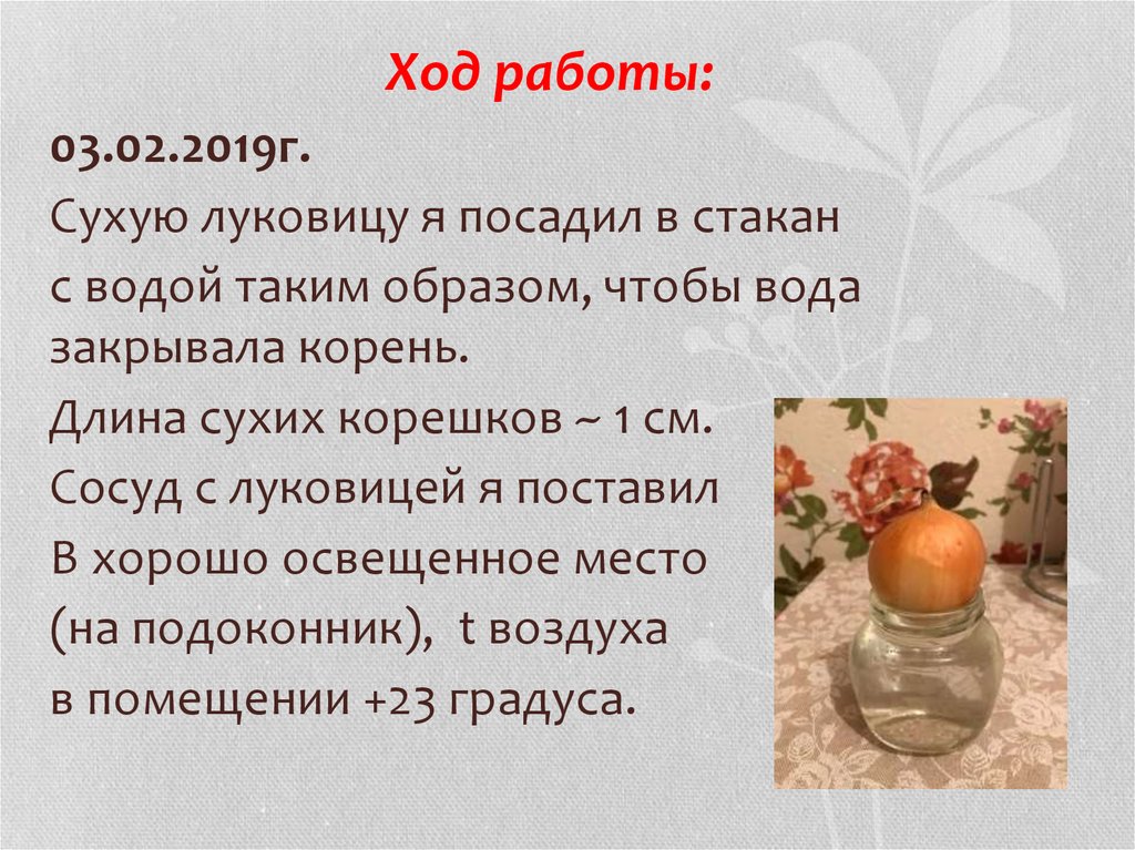 Лабораторная работа по биологии 6 класс луковица. Практическая работа луковица в стакане. Практическая работа по биологии 5 класс луковица. Практическая работа сажаем луковицу в воду. Практическая работа с луковицей 5 класс.